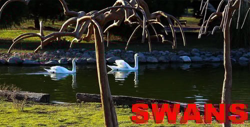 Swans Swimming on a Calm Pond