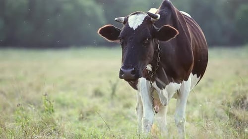 Domestic cow grazing on farm pasture with green grass.