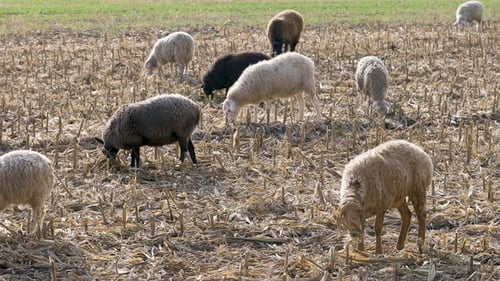 Sheep Eat Straw on the Field
