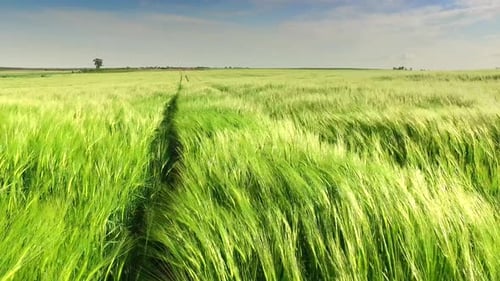 Green rye ears swaying in the wind in sunny day
