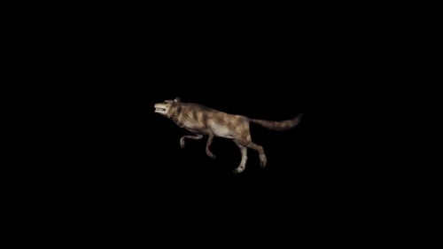 Realistic 3D Animated Wolf Running Across Frame