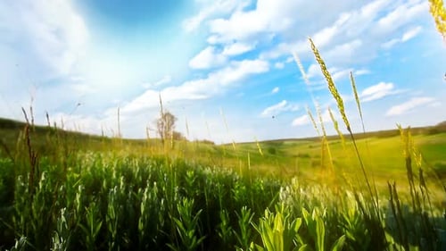 grüne Wiese Frühling und bewölkter Himmel