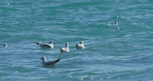Möwen wiegen sich auf Wellen des Schwarzen Meeres. Seevögel fressen an sonnigen Tagen etwas im azurblauen Wasser. Herde