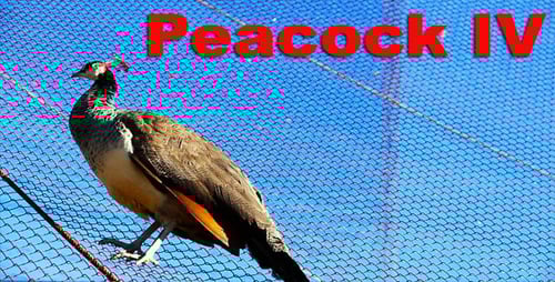 Peacock Perched on Enclosure Wire with Blue Background