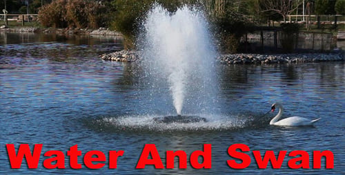 Wasser und Schwan