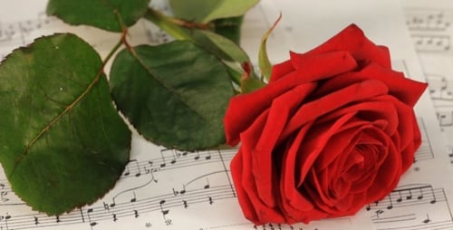 Romantic Red Rose on Classical Sheet Music