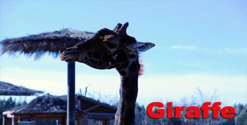 Giraffe