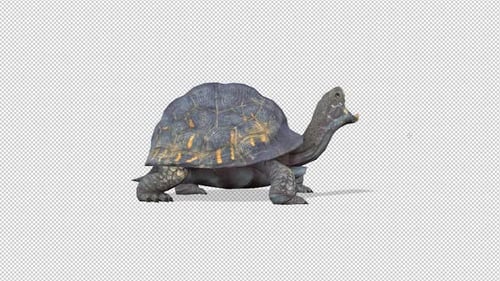 Turtle Yawn