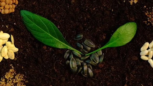 Seeds on the Soil for the Sowing Season