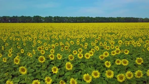 Fly Over Sunflower Field