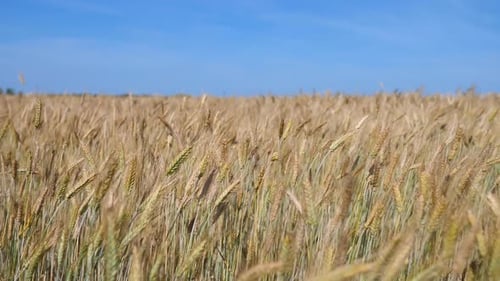 Gold Wheat Field And Blue Sky. Idyllic Nature Landscape.