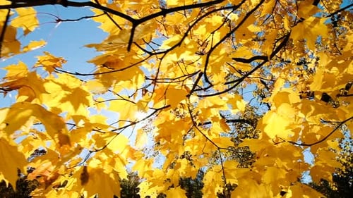 Gelbe Herbstblätter in der Sonne, Zeitlupen-Kamerabewegung