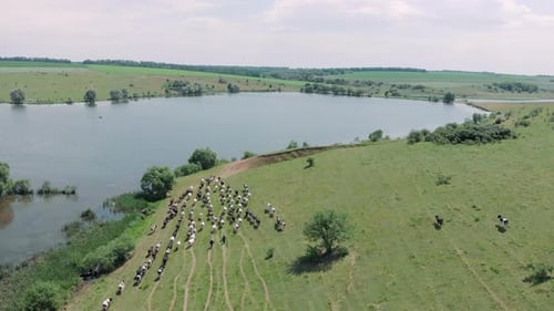 Dairy herd of cows grazing in field near lake, aerial drone view. Agricultural concept