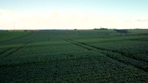 Aerial View of a Lush Green Agricultural Field