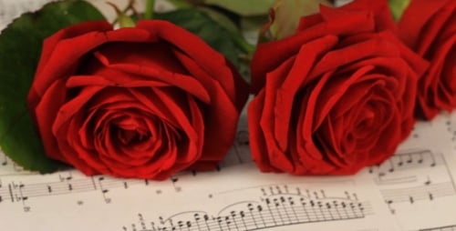 Red Roses Lying on Sheet Music