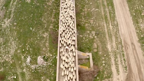 Schafherde überquert die Brücke