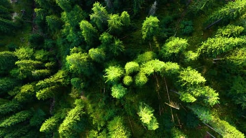 Aerial view of Green Lush Trees. Flying above Forest in the National Park. Eco concept
