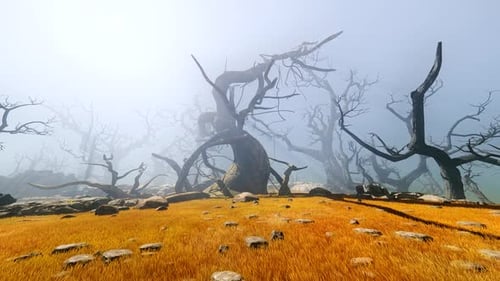 Forêt avec de vieux arbres noueux