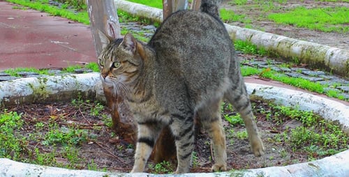 Die Katze