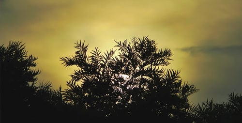 Plant Leaves in the Sunset