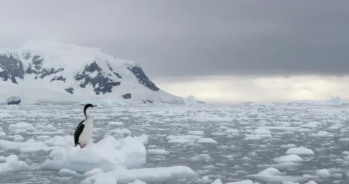 Cormorán imperial en témpano de hielo