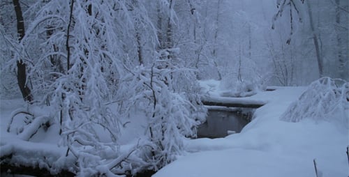 Snowfall In The Forest