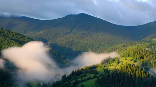 Forest in the mountains. Summer forest in mountains. Forest in fog.