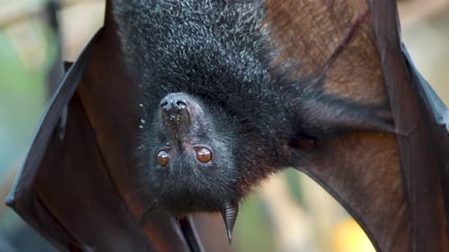 Primer plano de Pteropus Vampyrus colgando boca abajo y escupiendo restos de comida
