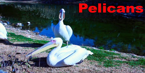 Pelicans