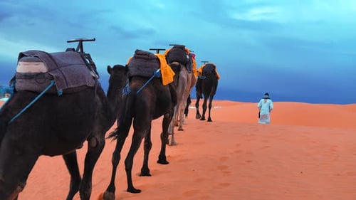Beduinen in traditioneller Kleidung führen Kamele durch den Sand in der Wüste