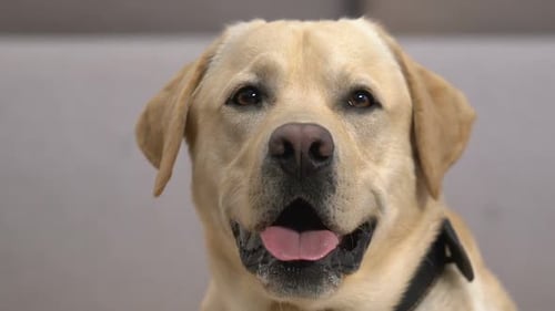 Close-up of Cream-Colored Labrador Dog