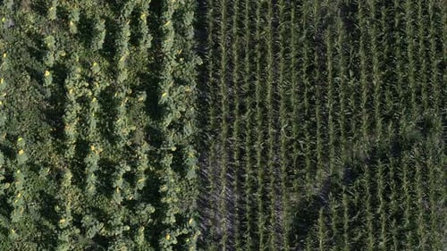 Vue aérienne panoramique d'un champ de tournesol à un champ de maïs