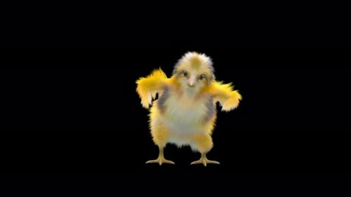Fluffy Yellow Baby Chick Fun Dance Alpha Channel Animation