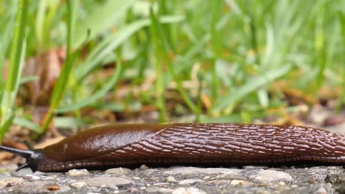 Une limace brune et noire glisse de la droite vers la gauche et sort du cadre sur le côté gauche. Extrême