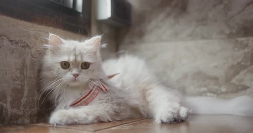 Fluffy Cat Relaxing Indoors