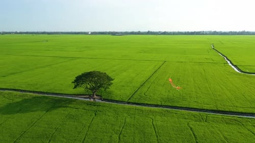 Ruhige Landschaft mit einsamen Bäumen, Drachen und grünen Feldern auf dem Land
