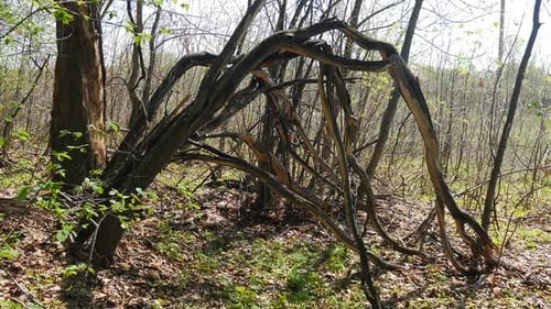 Wald mit zerbrochenen Bäumen