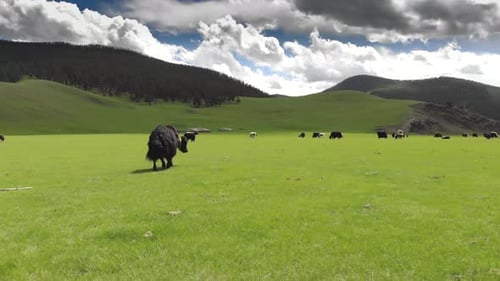 Langhaariger Yak ist Walking