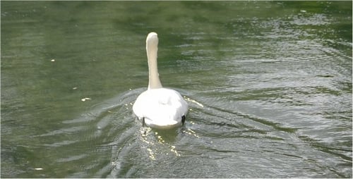 Cygne 3
