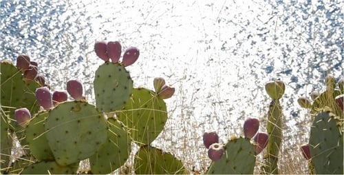 Cactus Plants With Pink Fruit By Ocean