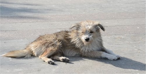 Dog
