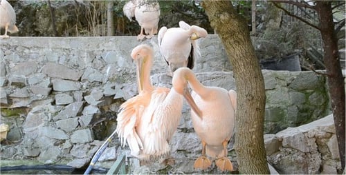 Pelicans