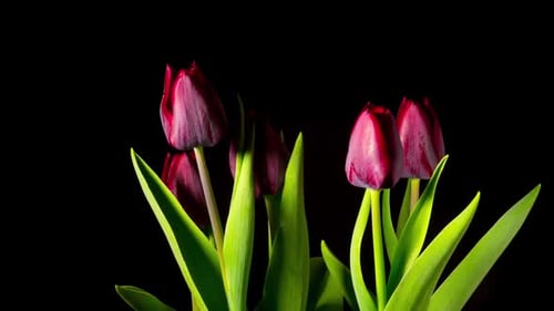 Purple Tulips Blooming in Time Lapse on Black