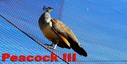 Peahen Perched on Fence Against Blue Sky
