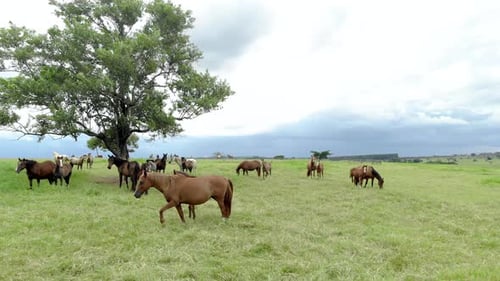 Horses Grazing Peacefully in a Green Rural Meadow