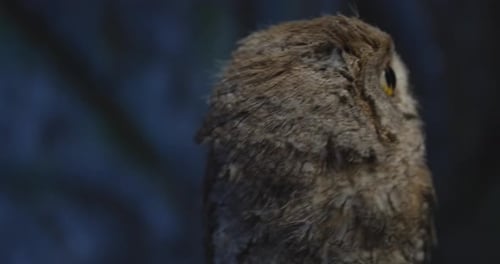 Close Up of an Owl in the Tree Turning Around and Flying Away,