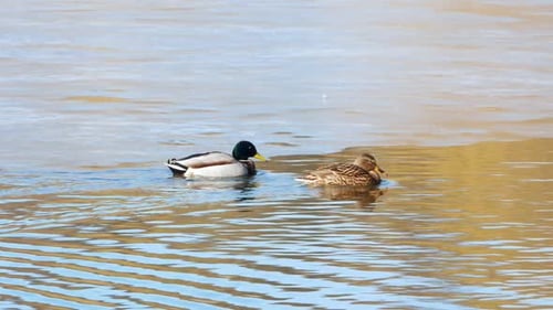 Enten schwimmen auf dem See