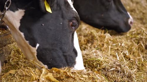 Cows Eating Hay in Barn, Close Up Shot