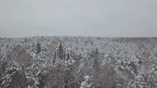 Pine Forest Under Snow Winter