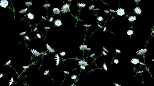 White Asters Rain 4K